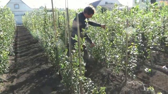 Выращивание саженцев плодовых деревьев. Пензенская область.