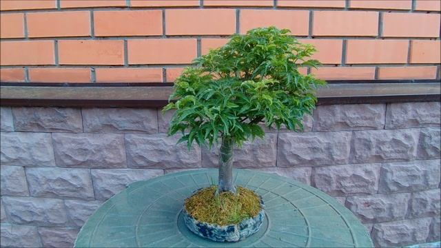 Клёны Японские бонсай Japanese Maples bonsai 2023 год 2 часть