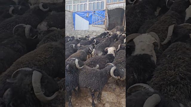 шикарные баранчики смотреть онлайн