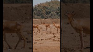 Видео животного мира / HEYVANLAR ALƏMİ/ Əsərləri sakitləşdirici video