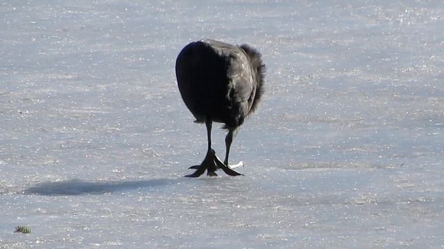Пушкин. Лысуха. Ухихикались, пока снимали)))) смотреть онлайн