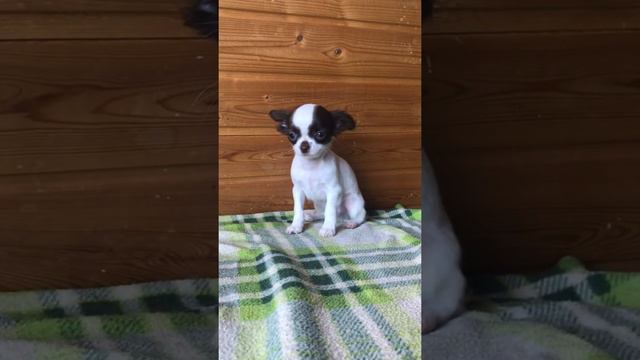 Мальчик длинношёрстный чихуахуа смотреть онлайн