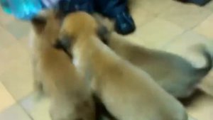 Щенки Малинуа 1.5 месяца