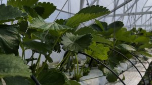 Насколько удалось разогнать кусты клубники сорта Фурор, высаженные в виде фриго А класса за 42 дня!