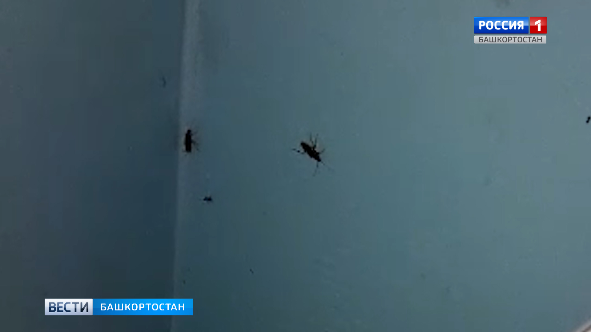 Тараканы и грязное белье: пациенты больницы в Уфе пожаловались на нечеловеческие условия