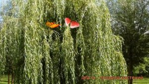 Ива белая (salix alba) ? белая ива обзор: как сажать, саженцы ивы