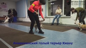 Занятие в группе по дрессировке (курс Начальное послушание). Тольятти, 28 февраля 2022.