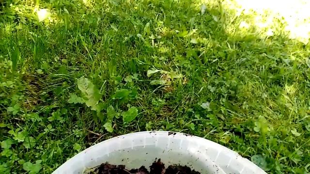 Вермиферма : как я выращиваю червей на даче смотреть онлайн