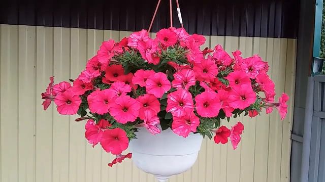 Ностальжи... Лето 2021. смотреть онлайн