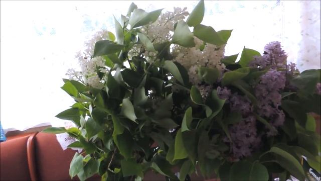 VLOG С Дачи ✨ смотреть онлайн