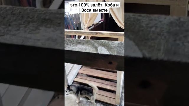 два конкурирующих вожака #хаски вместе