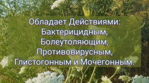 МОРКОВЬ ДИКАЯ - морковь лечебная. Семена, трава и корень ЛЕЧИТ!