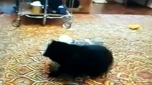 Ласка нападает на кота !