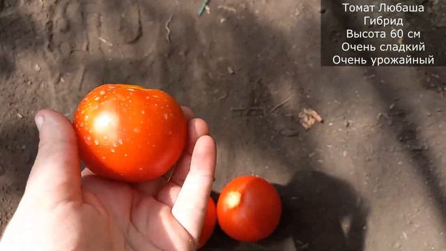 Томат Любаша покорит вас мега урожаем и очень сладкими томатами, ничем не болеет, не боится холода