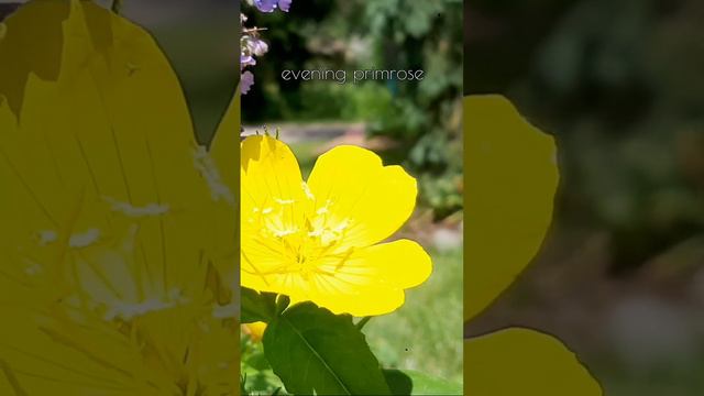 Just a quick evening primrose transplanting смотреть онлайн