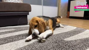 PU8002B Игрушка для собак Pet Universe кость жевательная со вкусом говядины, 15х3х3,5 см