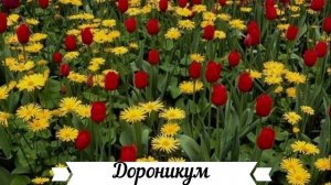 Неприхотливые летние многолетники с описанием цветов