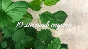 Яблоня на балконе