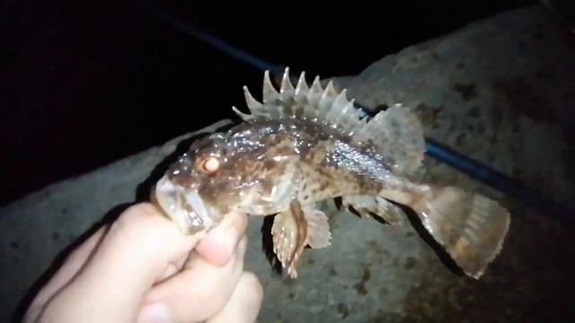 Морская рыбалка на креветку и мидию. Как правильно ловить на мидию. смотреть онлайн