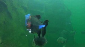 5 часть. Тропический лес, тропическое море.