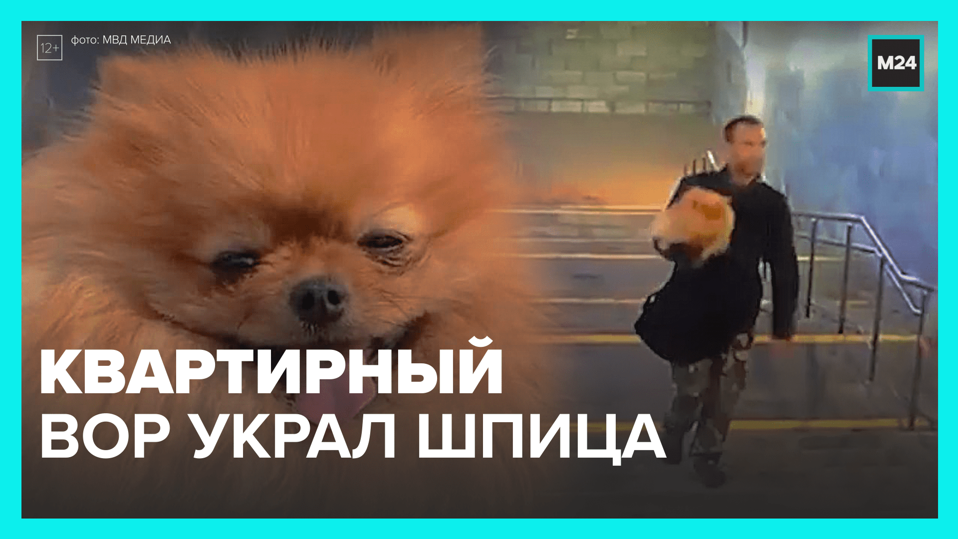 Форточник украл шпица — Москва 24