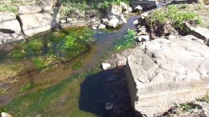 Исток реки Ока