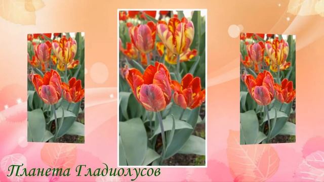 ТЮЛЬПАНЫ в моем саду | Купить луковицы тюльпанов