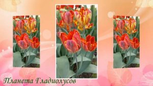ТЮЛЬПАНЫ в моем саду | Купить луковицы тюльпанов