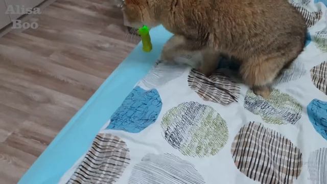 Алиса the Cat.Купили кошке зеленую гусеницу в зоомагазине,она ей понравилась. смотреть онлайн