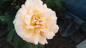 Первое цветение саженца осенней посадки плетистая роза Мишка