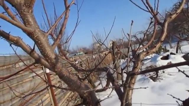 Абрикос. Шипы на абрикосе. Что такое копьецо.