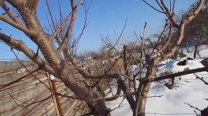 Абрикос. Шипы на абрикосе. Что такое копьецо.