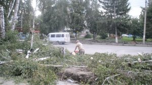 Березы срубили ради парковки и фонарей в Бердске