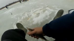 ЗИМНЯЯ РЫБАЛКА 2021. ЦИМЛЯНСКОЕ ВОДОХРАНИЛИЩЕ. ЛОВЛЯ ТАРАНИ И НЕ ТОЛЬКО