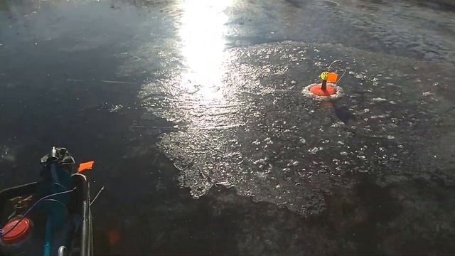 Первый лед 24.11. 2019 ловим на жерлицы!!!Щука стреляет по бешеному!!!1 смотреть онлайн