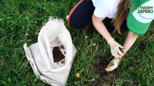 Посадка голубых елей для Виталия Вяткина в парке "Пришкольном" смотреть онлайн