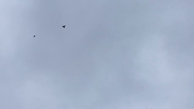 ХРАБРОСТЬ ЖИЗНИ в гостях. смотреть онлайн