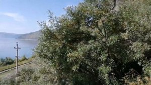 Шикарный Байкал. ЖАРА. 2сентября 2022г, паром Листвянка-порт Байкал#байкал2022 #baikal #байкал