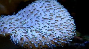 Саркофитон "засыпает"