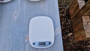 Сорт томата Фляшен с носиком может удивить вкусом!!! Flascen Tomaten ?