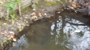Ловля карася и пескаря поздней осенью . Рыбалка на микро речке