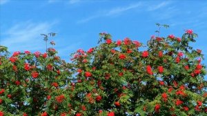 Пётр Сотник и Надежда Пыжлакова  Шумит рябина