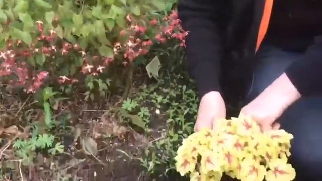 Горянка и гейхерелла | необычное сочетание