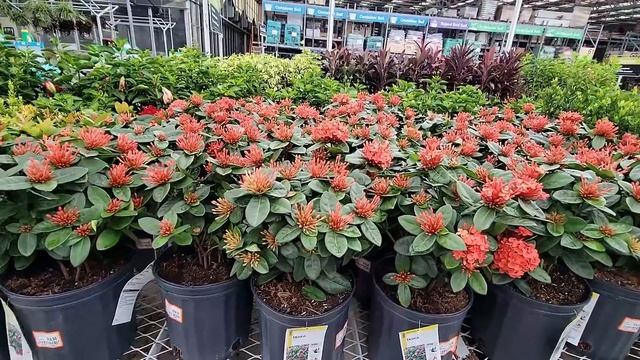 ???РАЙ САДОВОДА В АМЕРИКЕ? ЦЕНЫ, ВЫБОР, АТМОСФЕРА смотреть онлайн