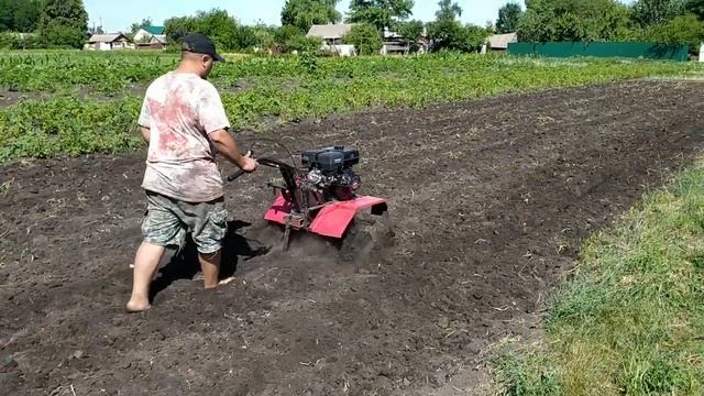 Копаю ЧЕСНОК МОТОБЛОКОМ!