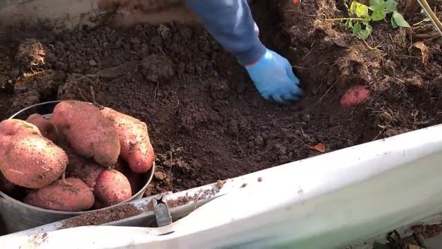 САМЫЙ урожайный сорт картофеля -УНИКА смотреть онлайн