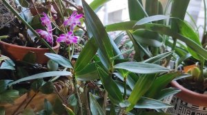 Dendrobium Berry Oda и Dendrobium kingianum