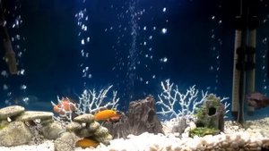Дизайн аквариума 220 литров цихлидник, псевдоним море