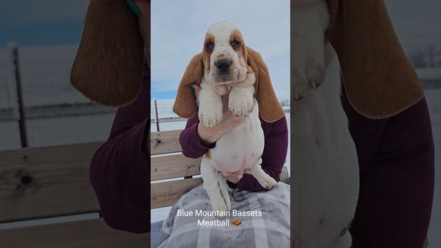 Basset hound puppies at 8 weeks old. ❤️ смотреть онлайн