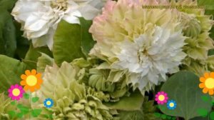 Клематис гибридный Мидори. Краткий обзор, описание характеристик clematis Midori